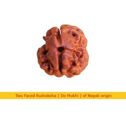 Manufacturers Exporters and Wholesale Suppliers of Two Faced Rudraksha Faridabad Haryana